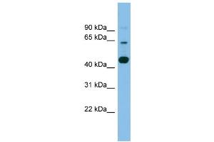 WB Suggested Anti-TMEM195 Antibody Titration: 0.