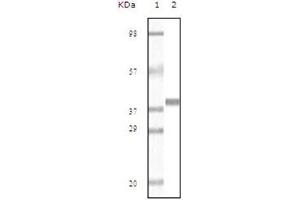 Western Blotting (WB) image for anti-Myoglobin (MB) antibody (ABIN1108360) (Myoglobin Antikörper)