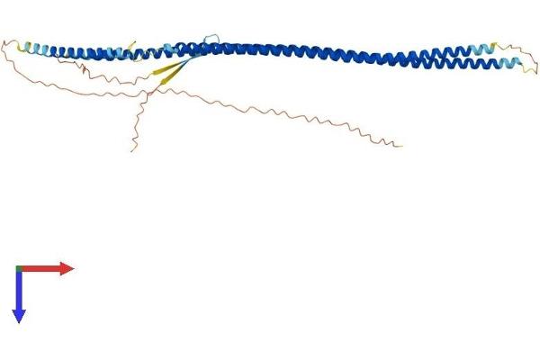 Keratin 27 (KRT27) (AA 1-448) protein (His tag)