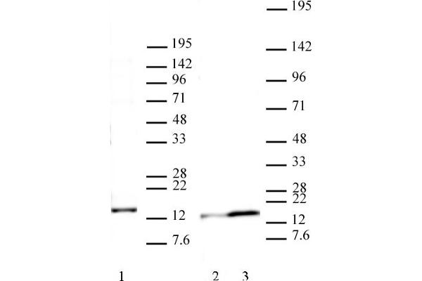 H2AFJ Antikörper  (AA 122-129)