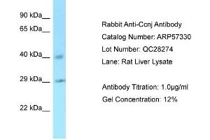 Western Blotting (WB) image for anti-Cyclin J (CCNJ) (C-Term) antibody (ABIN970311) (Cyclin J Antikörper  (C-Term))