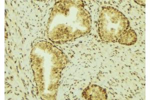 ABIN6277077 at 1/100 staining Mouse colon tissue by IHC-P. (Lipocalin 2 Antikörper  (Internal Region))