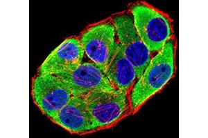 Immunofluorescence (IF) image for anti-Cholinergic Receptor, Nicotinic, alpha 6 (CHRNA6) (AA 26-239) antibody (ABIN5611358)