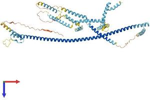 CEP70 Protein (AA 1-616) (His tag)