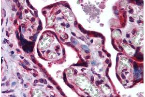 Human Placenta (formalin-fixed, paraffin-embedded) stained with MAF antibody ABIN290248 at 10 ug/ml followed by biotinylated goat anti-rabbit IgG secondary antibody ABIN481713, alkaline phosphatase-streptavidin and chromogen. (MAF Antikörper  (AA 50-100))