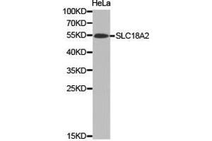 Western Blotting (WB) image for anti-Solute Carrier Family 18 (Vesicular Monoamine Transporter), Member 2 (SLC18A2) antibody (ABIN1874806) (SLC18A2 Antikörper)