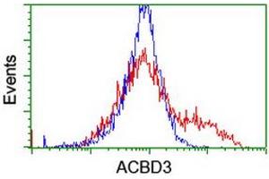 HEK293T cells transfected with either RC208434 overexpress plasmid (Red) or empty vector control plasmid (Blue) were immunostained by anti-ACBD3 antibody (ABIN2455886), and then analyzed by flow cytometry. (ACBD3 Antikörper)