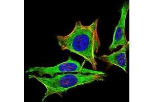 Immunofluorescence analysis of Hela cells using PRL mouse mAb (green). (Prolactin Antikörper  (AA 65-173))