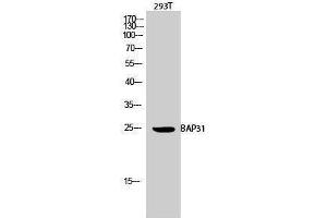 Western Blotting (WB) image for anti-B-Cell Receptor-Associated Protein 31 (BCAP31) (Internal Region) antibody (ABIN3183480)