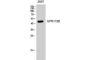 Western Blotting (WB) image for anti-G Protein-Coupled Receptor 172B (GPR172B) (Internal Region) antibody (ABIN3184876)