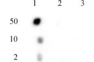 C17orf96 phospho Ser15 antibody (pAb) tested by dot blot analysis. (C17ORF96 Antikörper  (pSer15))
