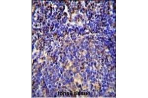 S100A4 Antibody (N-term) (ABIN655727 and ABIN2845174) immunohistochemistry analysis in formalin fixed and paraffin embedded human tonsil tissue followed by peroxidase conjugation of the secondary antibody and DAB staining. (s100a4 Antikörper  (N-Term))