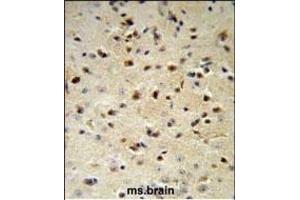 YWHAZ Antibody (Center) (ABIN652428 and ABIN2842220) IHC analysis in formalin fixed and paraffin embedded mouse brain followed by peroxidase conjugation of the secondary antibody and DAB staining.
