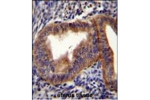 CCNB1 Antibody (Center) (ABIN655048 and ABIN2844676) immunohistochemistry analysis in formalin fixed and paraffin embedded human uterus tissue followed by peroxidase conjugation of the secondary antibody and DAB staining. (Cyclin B1 Antikörper  (AA 241-268))