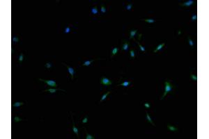 Immunofluorescence staining of U251 cells with ABIN7174848 at 1:100, counter-stained with DAPI.
