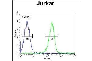 DTX1 Antibody (Center) (ABIN652869 and ABIN2842564) flow cytometric analysis of Jurkat cells (right histogram) compared to a negative control cell (left histogram). (Deltex Homolog 1 Antikörper  (AA 382-410))