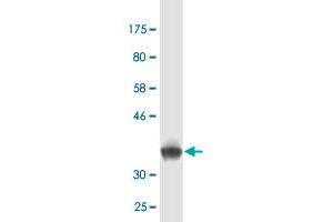 Western Blot detection against Immunogen (35. (ING3 Antikörper  (AA 1-92))