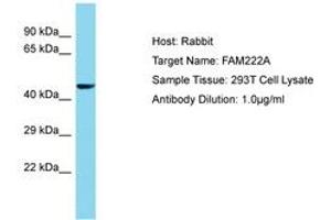 Image no. 1 for anti-Family with Sequence Similarity 222, Member A (FAM222A) (AA 76-125) antibody (ABIN6750710) (FAM222A Antikörper  (AA 76-125))