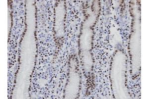 IHC-P Image Immunohistochemical analysis of paraffin-embedded human normal gastric epithelium (gland), using NANS, antibody at 1:100 dilution. (NANS Antikörper  (Center))