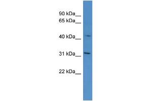 WB Suggested Anti-OR1G1 Antibody Titration: 0.