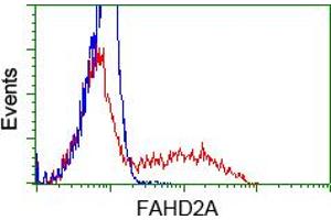 Image no. 1 for anti-Fumarylacetoacetate Hydrolase Domain Containing 2A (FAHD2A) antibody (ABIN1498181) (FAHD2A Antikörper)