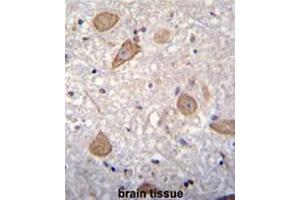 Immunohistochemistry (Paraffin-embedded Sections) (IHC (p)) image for anti-Cornichon Homolog 2 (CNIH2) (AA 38-67), (N-Term) antibody (ABIN951666)