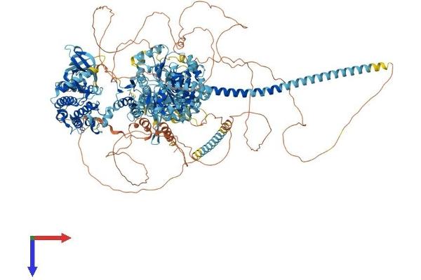 MYO3A Protein (AA 1-1613) (His tag)