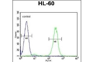 FBXW11 Antibody (Center) (ABIN655166 and ABIN2844782) flow cytometric analysis of HL-60 cells (right histogram) compared to a negative control cell (left histogram).