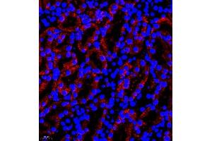 Immunofluorescence of paraffin embedded mouse kidney using B0K (ABIN7073200) at dilution of 1:750 (400x lens) (BOK Antikörper)