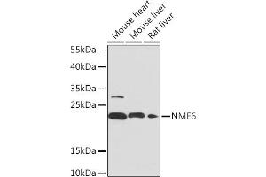 Western blot analysis of extracts of various cell lines, using NME6 Rabbit pAb (ABIN7268942) at 1:1000 dilution. (NME6 Antikörper  (AA 9-194))