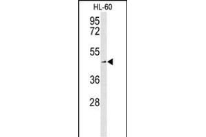 Western blot analysis of SLC1A5 Antibody (Center) (ABIN653387 and ABIN2842850) in HL-60 cell line lysates (35 μg/lane). (SLC1A5 Antikörper  (AA 186-214))