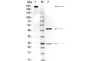 SDS-PAGE of Mouse anti-GSTM3 Monoclonal Antibody.