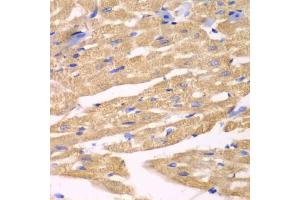 Immunohistochemistry of paraffin-embedded mouse heart using APLP1 antibody (ABIN1871026) at dilution of 1:100 (40x lens). (APLP1 Antikörper)