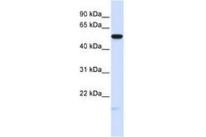 Image no. 1 for anti-Membrane Frizzled-Related Protein (MFRP) (AA 180-229) antibody (ABIN6740725) (MFRP Antikörper  (AA 180-229))