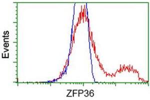 HEK293T cells transfected with either RC202049 overexpress plasmid (Red) or empty vector control plasmid (Blue) were immunostained by anti-ZFP36 antibody (ABIN2454211), and then analyzed by flow cytometry.