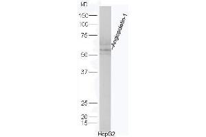 Human HepG2 lysates probed with Rabbit Anti-Angiopoietin-1 Polyclonal Antibody, Unconjugated  at 1:5000 for 90 min at 37˚C.