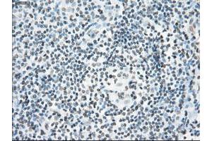 Image no. 6 for anti-P450 (Cytochrome) Oxidoreductase (POR) antibody (ABIN1497746) (POR Antikörper)