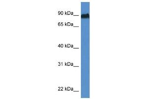 WB Suggested Anti-Sik1 Antibody   Titration: 1. (SIK1 Antikörper  (Middle Region))