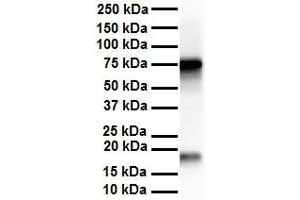 WB Suggested Anti-APEH antibody Titration: 1 ug/mL Sample Type: Human liver (APEH Antikörper  (N-Term))