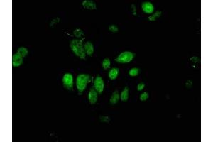 Immunofluorescent analysis of A549 cells using ABIN7163478 at dilution of 1:100 and Alexa Fluor 488-congugated AffiniPure Goat Anti-Rabbit IgG(H+L) (PIWIL4 Antikörper  (AA 12-235))