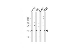 All lanes : Anti-ARF4 Antibody (Center) at 1:2000 dilution Lane 1: HepG2 whole cell lysate Lane 2: Hela whole cell lysate Lane 3: Caki-1 whole cell lysate Lane 4: HT-29 whole cell lysate Lysates/proteins at 20 μg per lane. (ARF4 Antikörper  (AA 72-106))