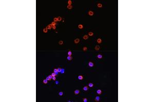 Immunofluorescence (IF) image for anti-CD3 epsilon (CD3E) (C-Term) antibody (ABIN6138181)