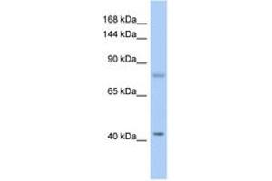 Image no. 1 for anti-SH2 Domain Containing 3C (SH2D3C) (AA 179-228) antibody (ABIN6743733) (SH2D3C Antikörper  (AA 179-228))