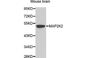 Western blot analysis of extracts of mouse brain, using MAP2K2 antibody. (MEK2 Antikörper)