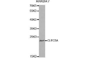 Western blot analysis of extracts of RAW264. (CLEC5A Antikörper  (AA 29-188))