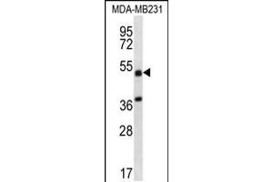 Western blot analysis in MDA-MB231 cell line lysates (35ug/lane). (TRIM10 Antikörper  (C-Term))