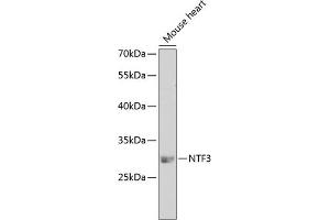 Western blot analysis of extracts of mouse heart, using NTF3 antibody (ABIN3017531, ABIN3017532, ABIN3017533 and ABIN6220139) at 1:250 dilution. (Neurotrophin 3 Antikörper)