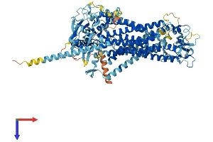 Anoctamin 6 Protein (ANO6) (AA 1-911) (His tag)