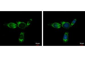 ICC/IF Image Glycine dehydrogenase antibody [N3C2-2], Internal detects Glycine dehydrogenase protein at mitochondria by immunofluorescent analysis. (GLDC Antikörper)