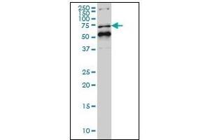 Western Blotting (WB) image for anti-Nuclear Receptor Subfamily 1, Group D, Member 1 (NR1D1) (AA 1-615) antibody (ABIN614695)
